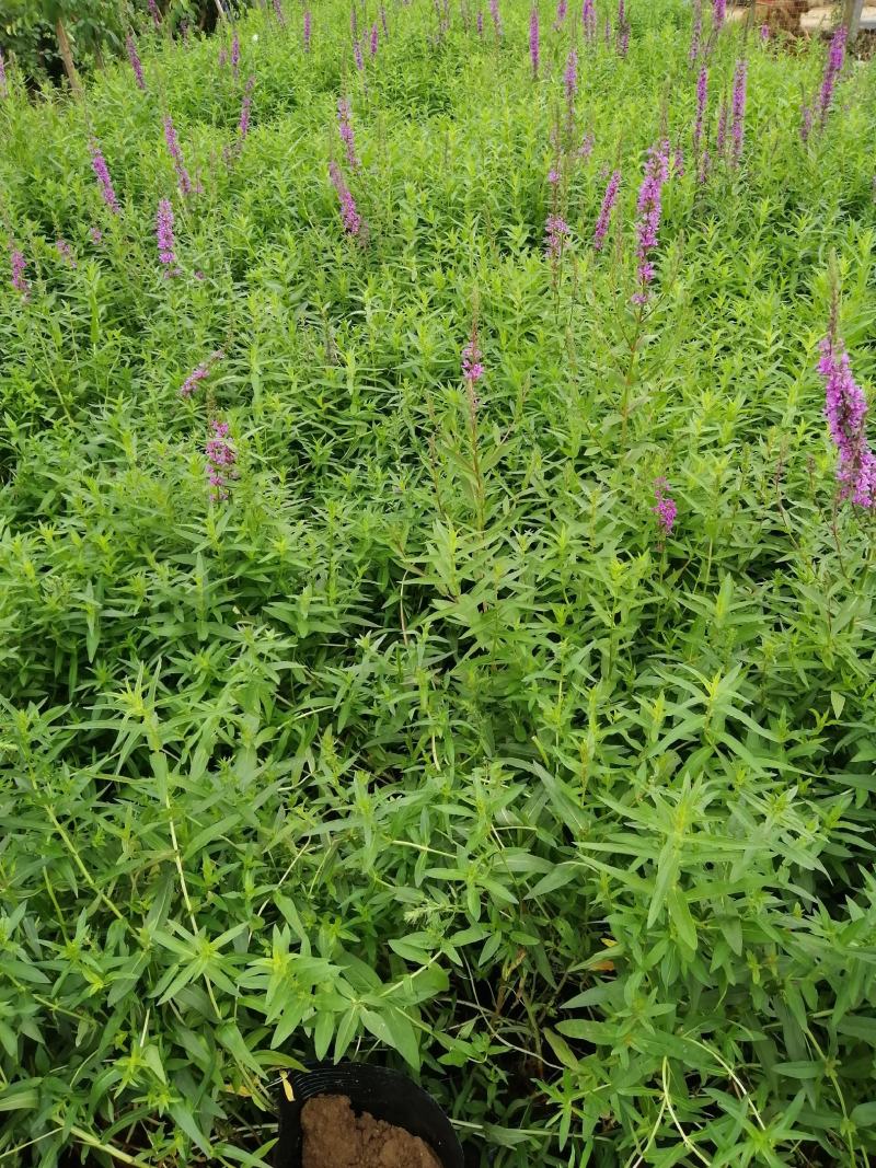 水生千屈菜便宜处理价格低质量好农户直发，需要联系