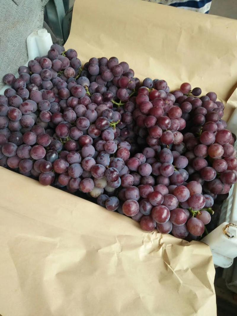 葡萄巨峰葡萄河北晋州葡萄代收代发全国市场