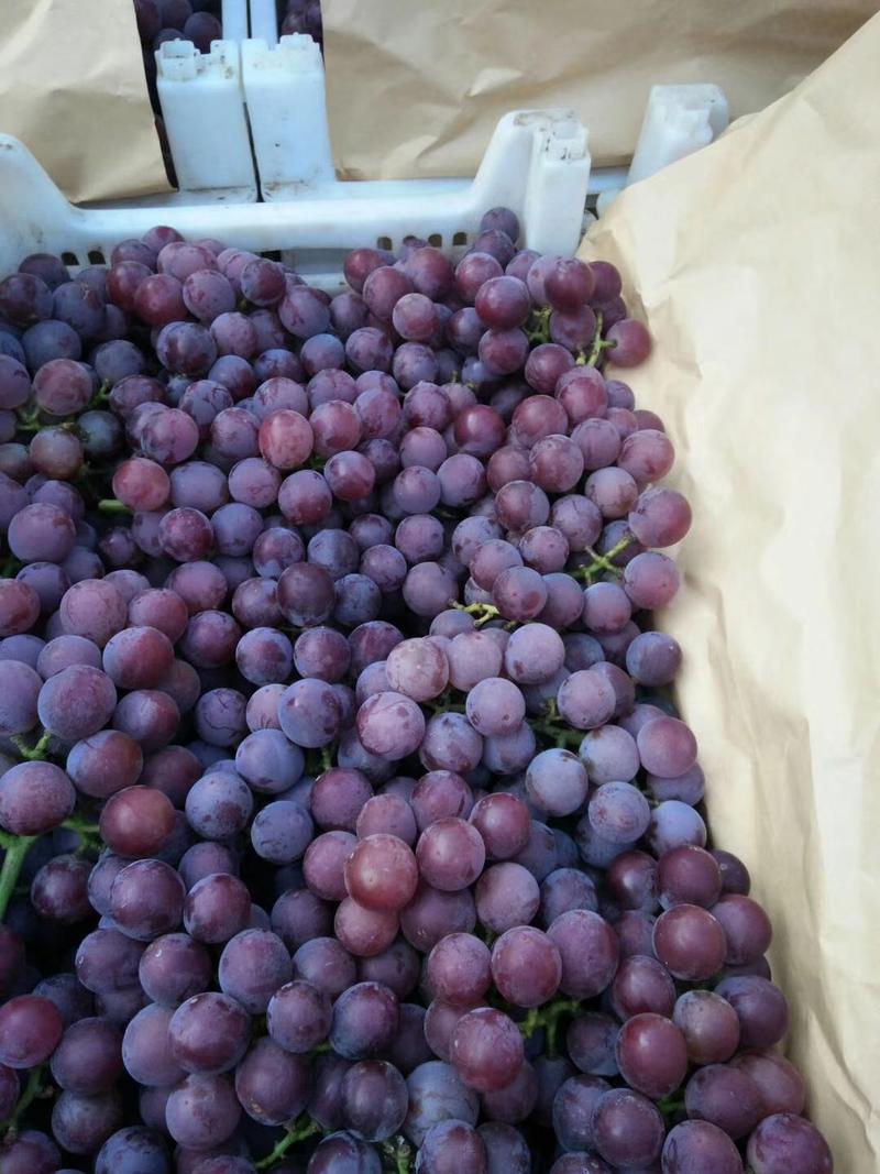 葡萄巨峰葡萄大量上市质量很好价格美丽，河北石家庄晋州产区