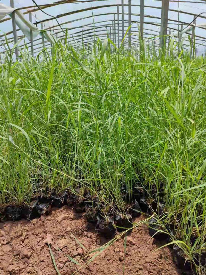 水生芦苇多芽芦苇农户直发价格低质量好欢迎询价
