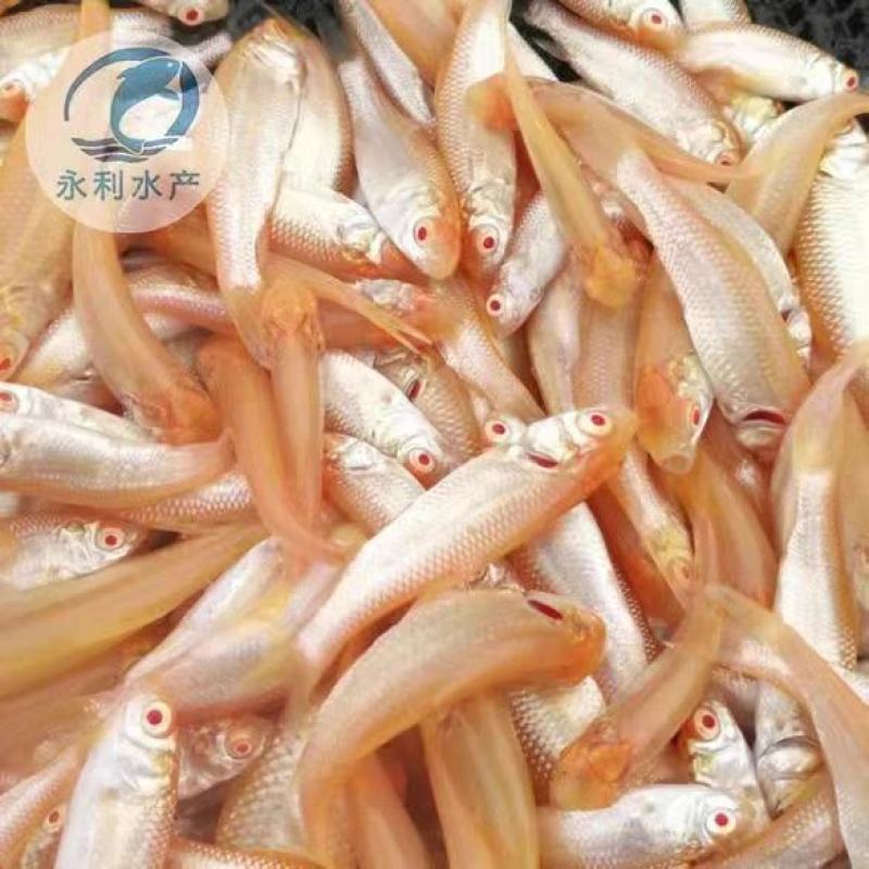 赤目金草鱼、大量批发、全国发货，基地直供