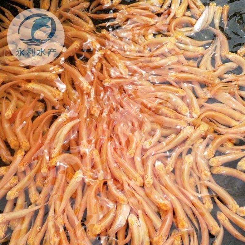 赤目金草鱼、大量批发、全国发货，基地直供
