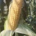 糯，水果玉米上市，产地直销，量大从优，保质保量。