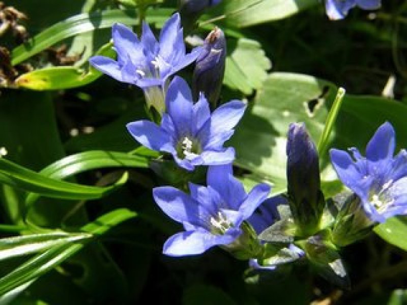 小龙胆草（云南纯野生，数量较少不建议量大客户购买）