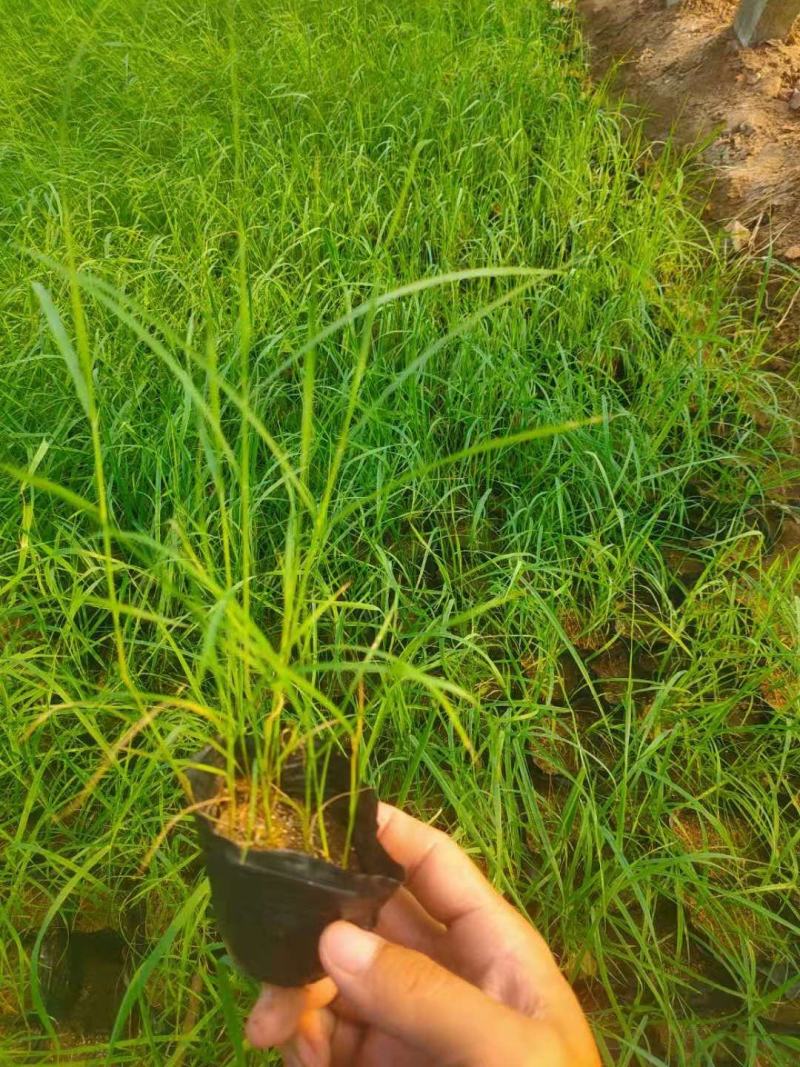 水生芦苇多芽芦苇农户直发价格低质量好欢迎询价
