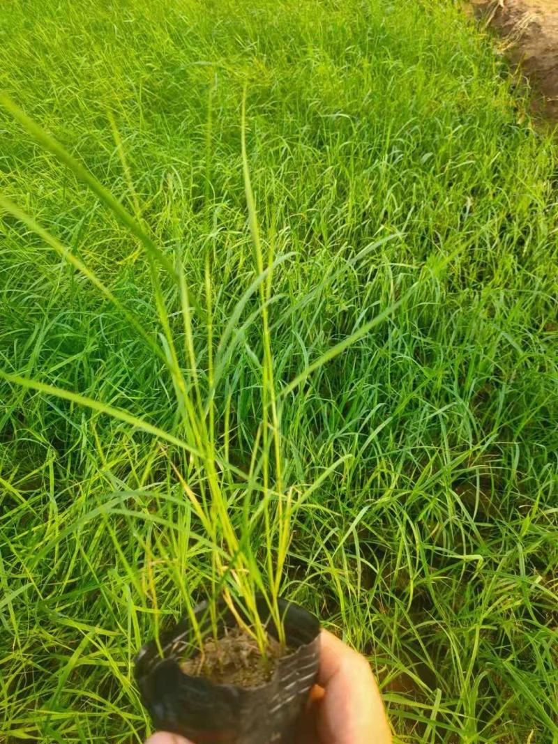 水生芦苇多芽芦苇农户直发价格低质量好欢迎询价