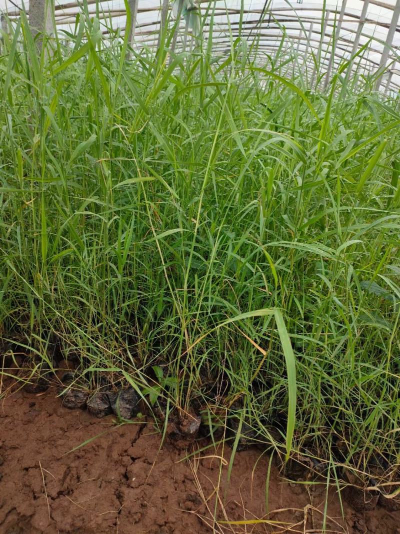 水生芦苇多芽芦苇农户直发价格低质量好欢迎询价