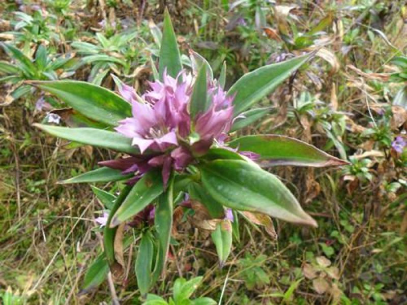小龙胆草（云南纯野生，数量较少不建议量大客户购买）