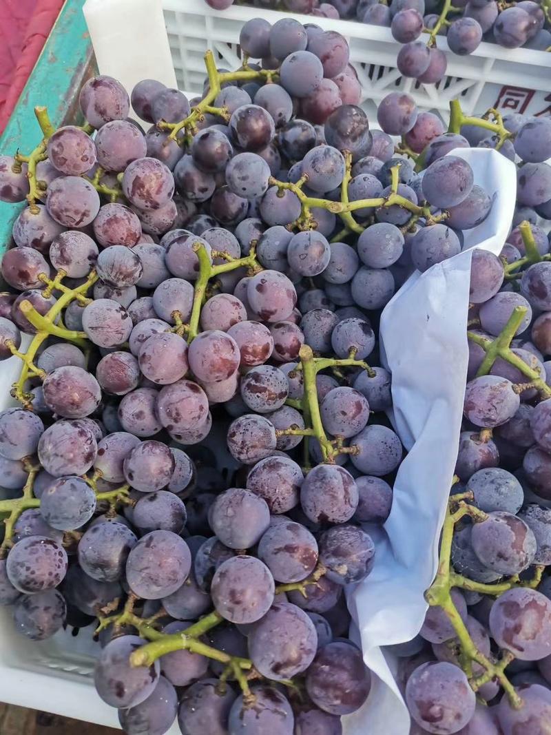 葡萄巨峰葡萄大量上市质量很好价格美丽，河北石家庄晋州产区