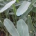 再力花水生植物农户直发质量保证各种高度欢迎联系