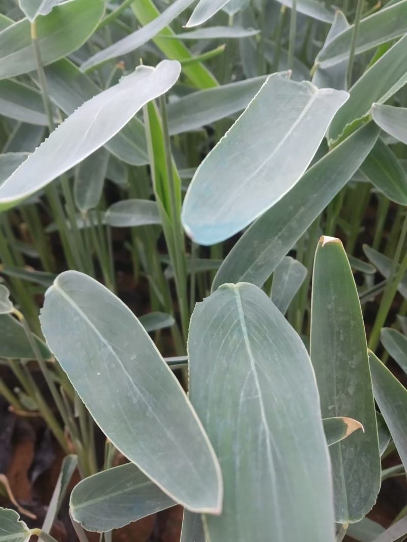 再力花水生植物农户直发质量保证各种高度欢迎联系