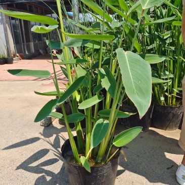 再力花水生植物农户直发质量保证各种高度欢迎联系