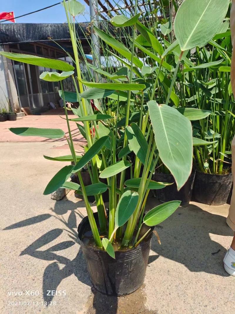 再力花水生植物农户直发质量保证各种高度欢迎联系