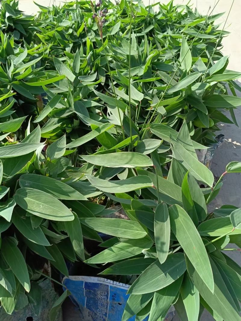 再力花水生植物农户直发质量保证各种高度欢迎联系