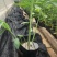 再力花水生植物农户直发质量保证各种高度欢迎联系