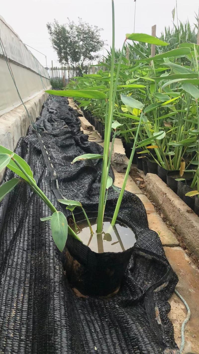 再力花水生植物农户直发质量保证各种高度欢迎联系