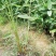 再力花水生植物农户直发质量保证各种高度欢迎联系