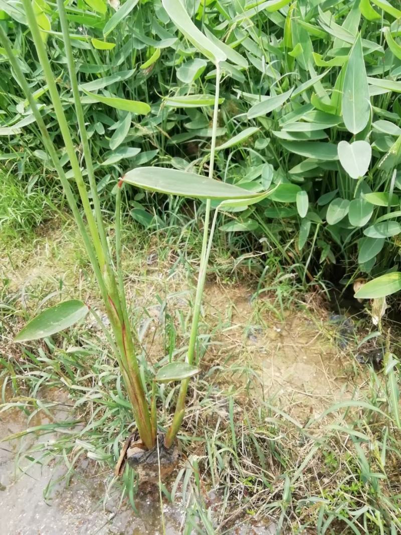 再力花水生植物农户直发质量保证各种高度欢迎联系