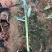 再力花水生植物农户直发质量保证各种高度欢迎联系