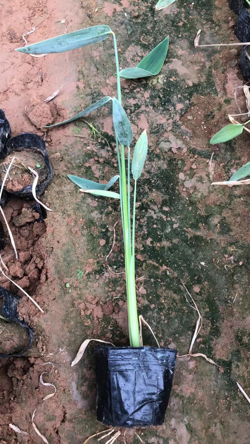 再力花水生植物农户直发质量保证各种高度欢迎联系