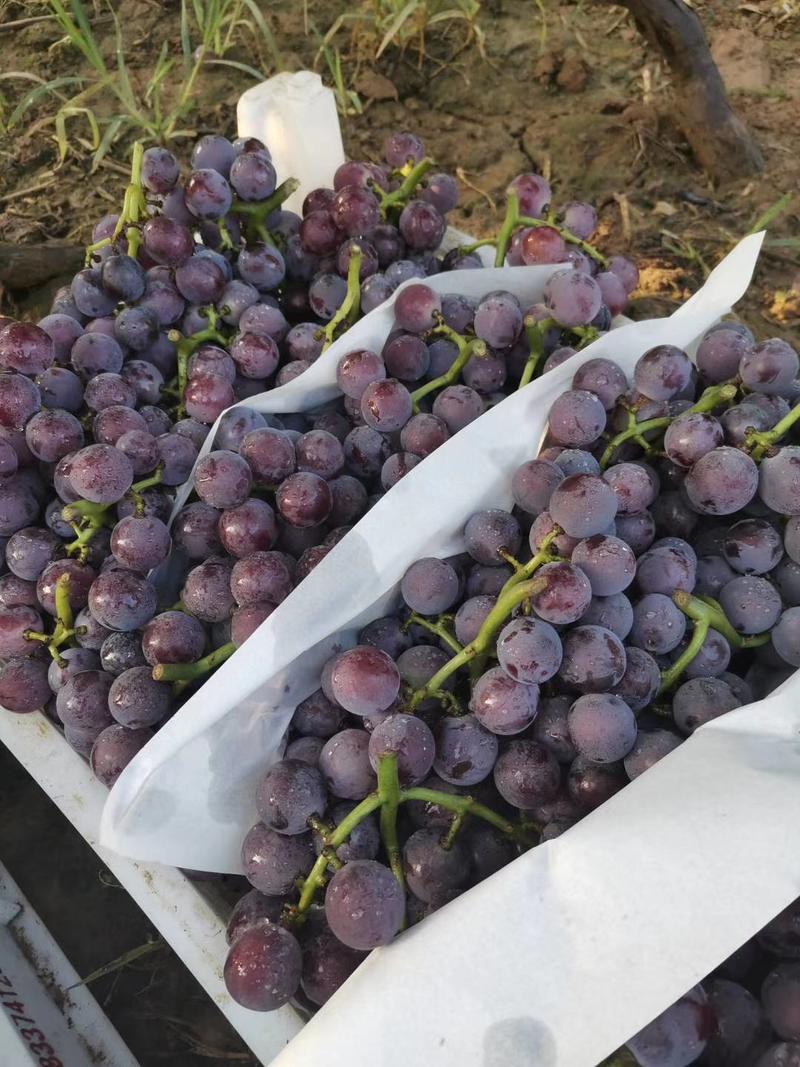 葡萄巨峰葡萄河北晋州葡萄代收代发全国市场