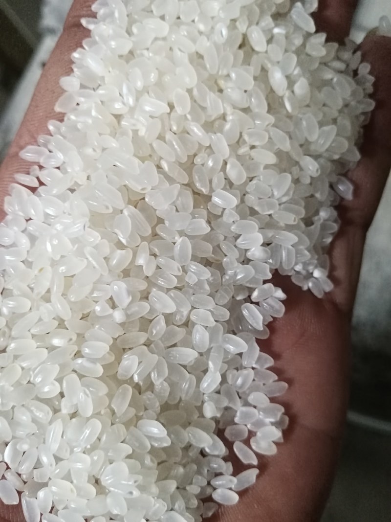 出售东北珍珠米