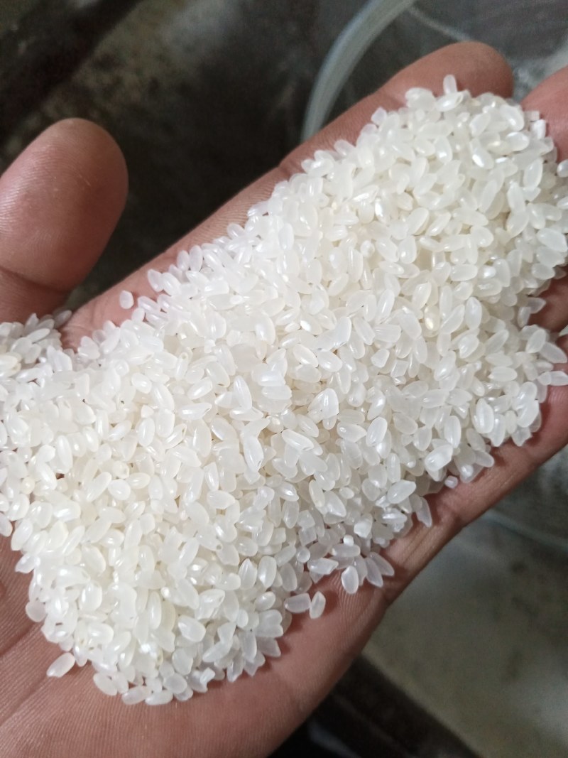 出售东北珍珠米