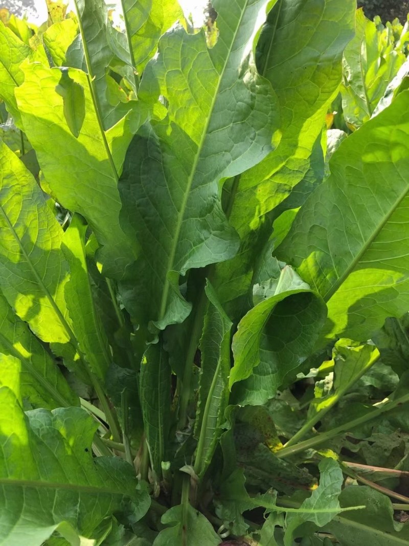 原产地周口牧草种子巨丰草（人畜两用高产高蛋白多年生）
