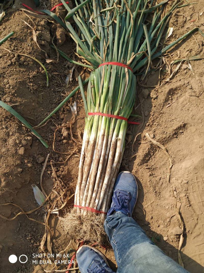 长白大葱，毛葱，净葱，精加工，基地直供，货源充足