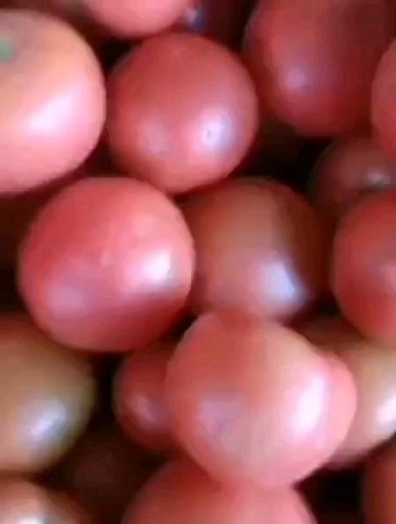 河北西红柿硬粉西红柿各大超市市场货品优美价格优良