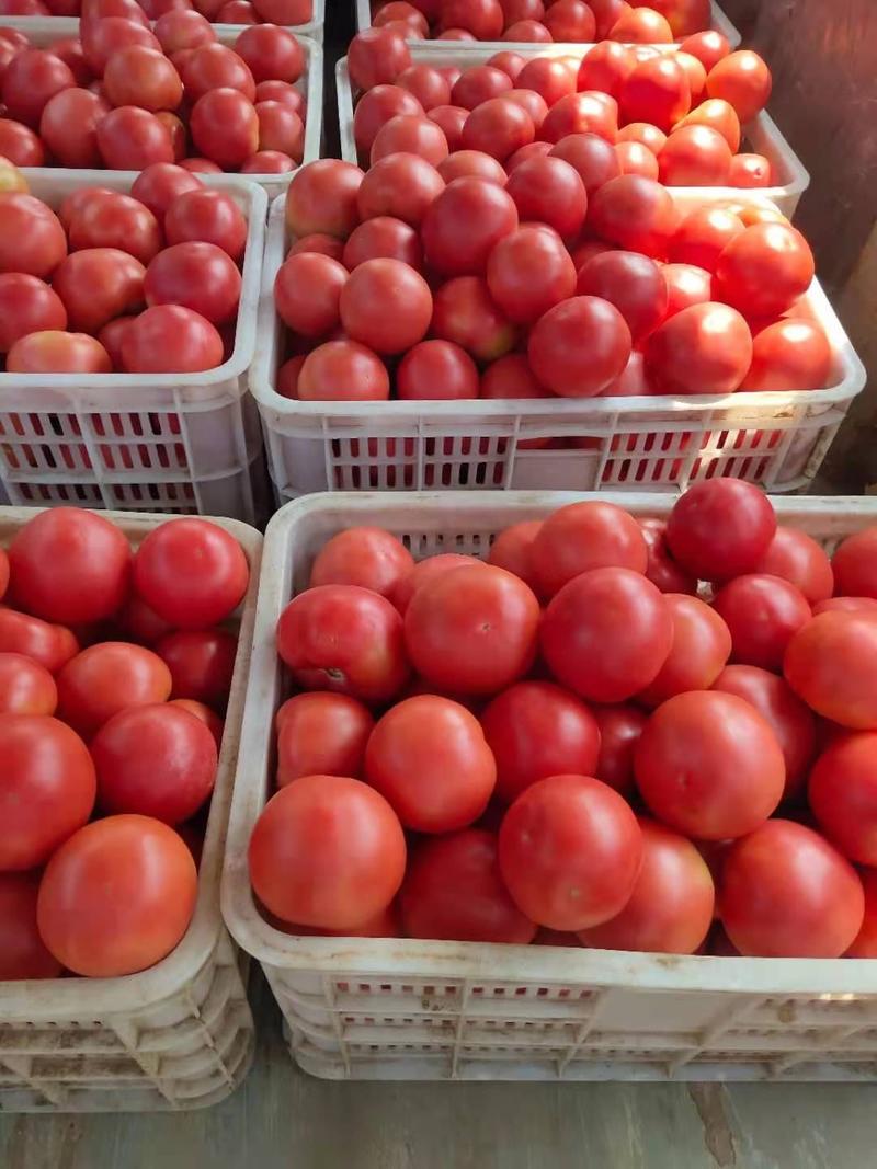河北西红柿硬粉西红柿各大超市市场货品优美价格优良