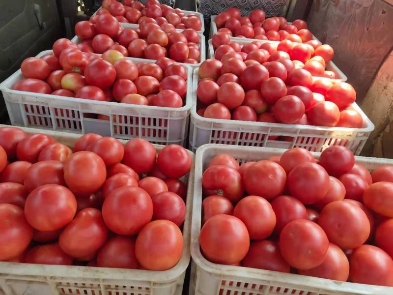 河北西红柿硬粉西红柿各大超市市场货品优美价格优良