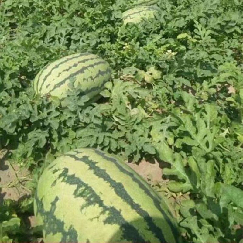 西农8号西瓜8斤打底9成熟1茬货源充足基地直供！