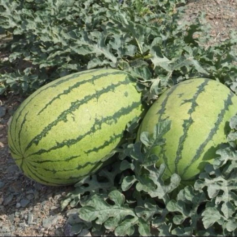 西农8号西瓜8斤打底9成熟1茬货源充足基地直供！