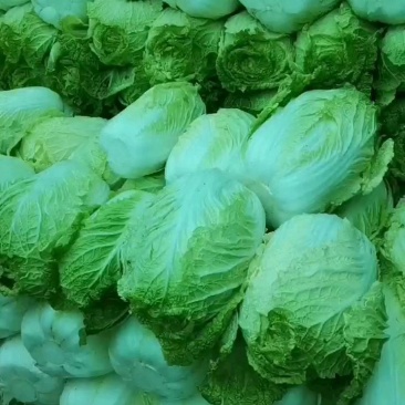 辽宁精品玲珑黄白菜，物美价优供各大超市市场