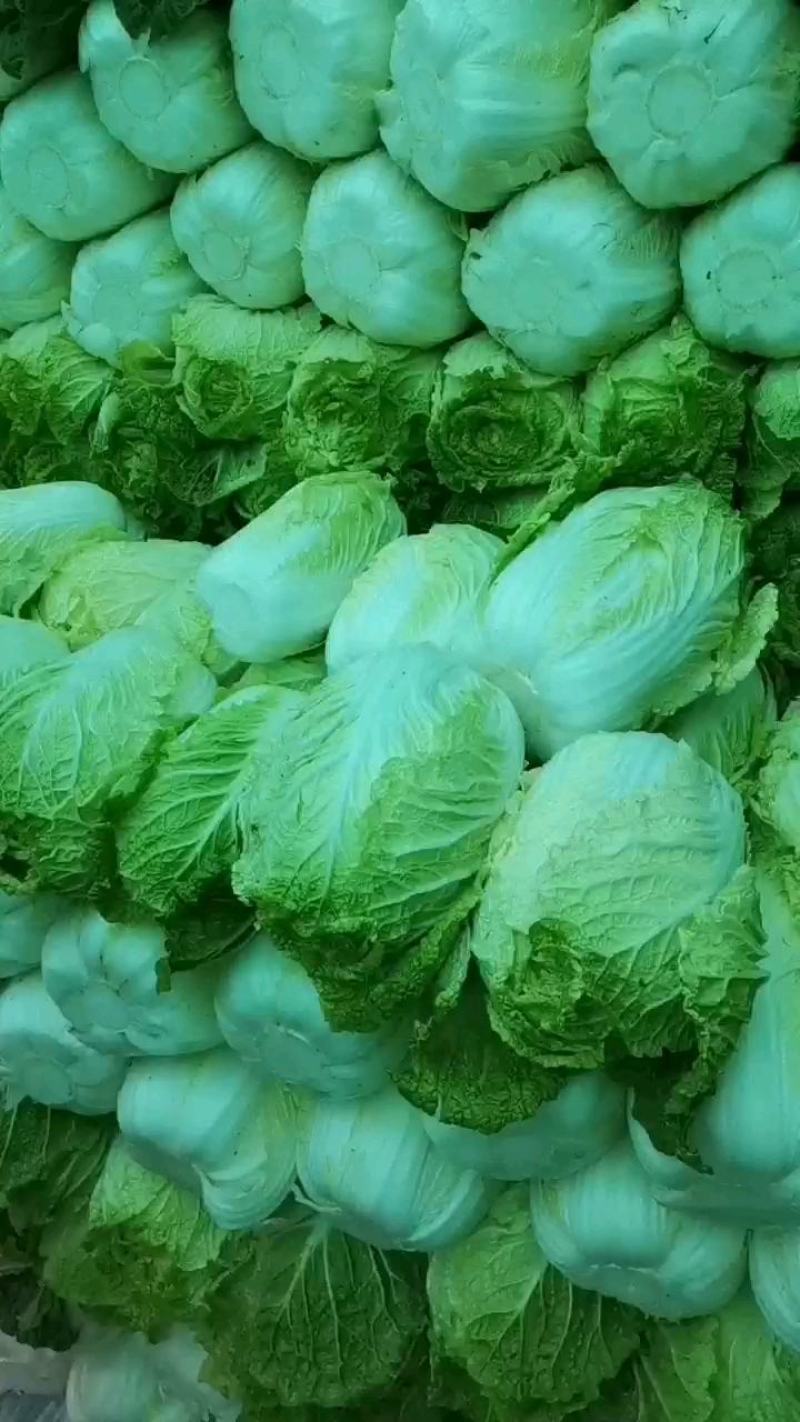 辽宁精品玲珑黄白菜，物美价优供各大超市市场