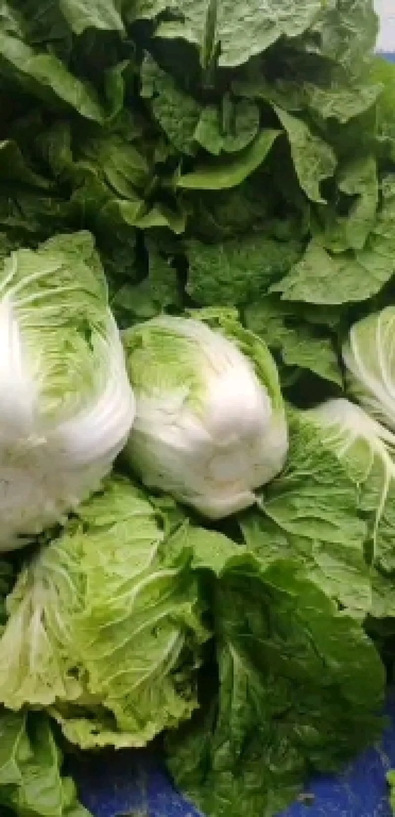 辽宁精品玲珑黄白菜，物美价优供各大超市市场