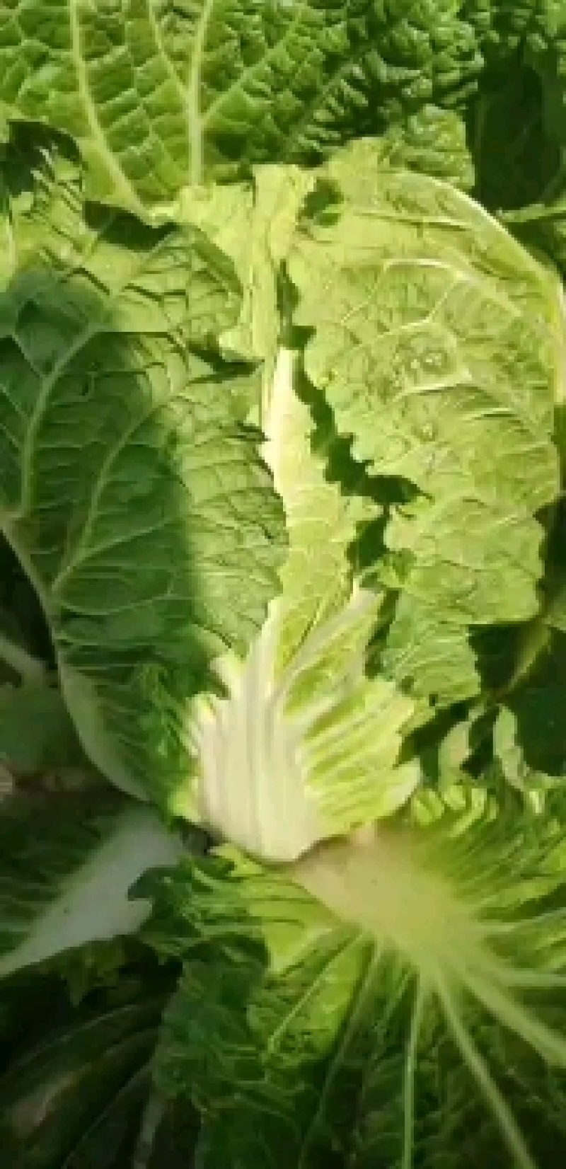辽宁精品玲珑黄白菜，物美价优供各大超市市场