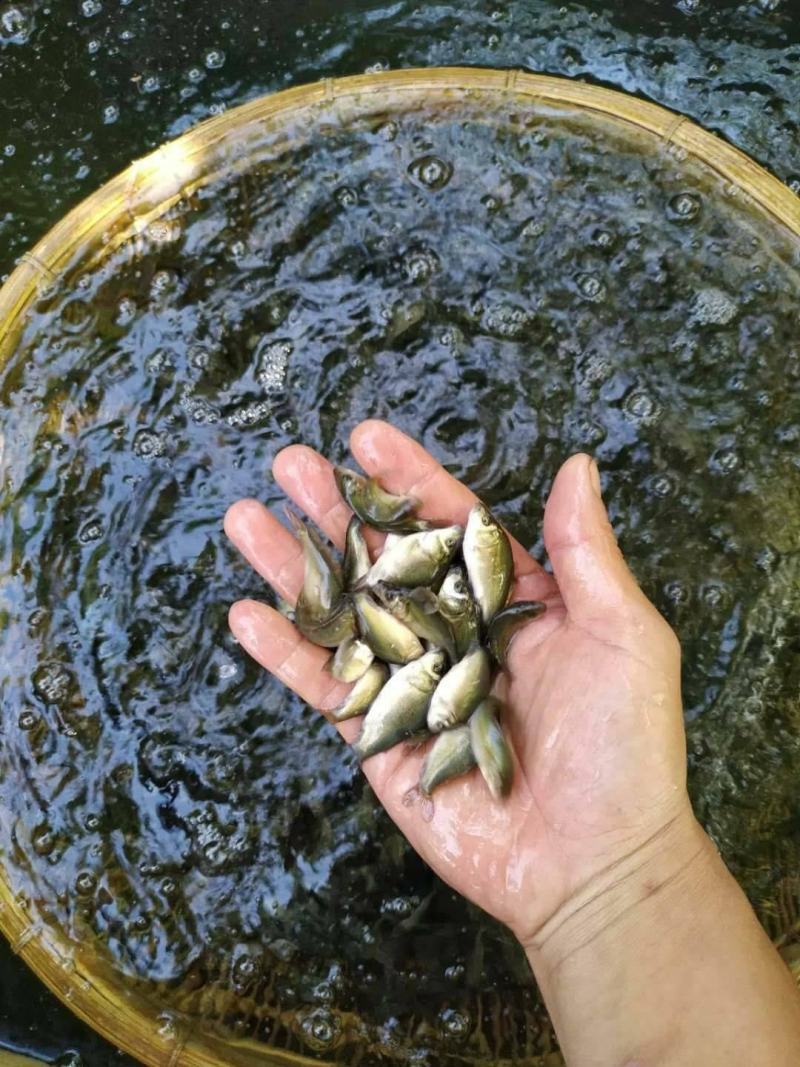 鲤鱼苗【腾海水产】放生杂交鲤鱼苗稻田鲤鱼苗批发回收