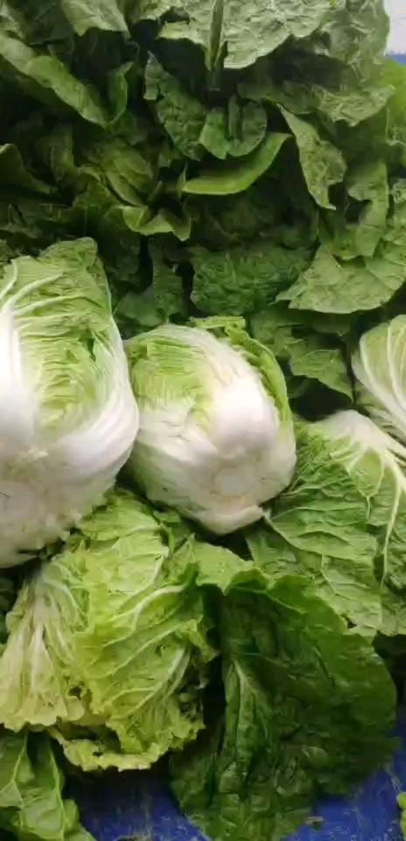 辽宁精品玲珑黄白菜，物美价优供各大超市市场