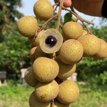 海南龙眼多汁肉厚嫩甜度口感好货源充足诚信代办代发