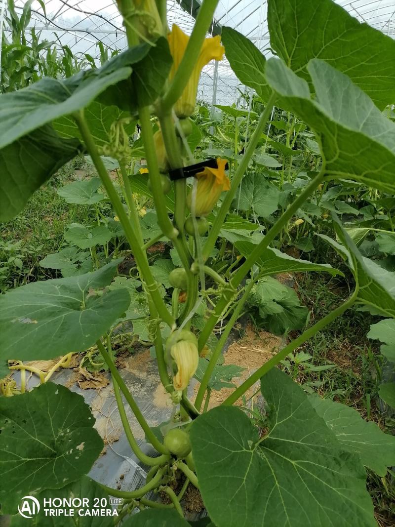 贝贝小南瓜嫩南瓜口感香脆适合做菜，个头适中