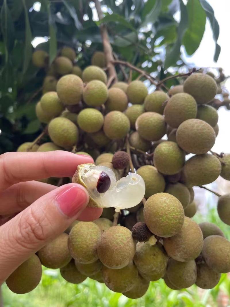 海南龙眼多汁肉厚嫩甜度口感好货源充足诚信代办代发