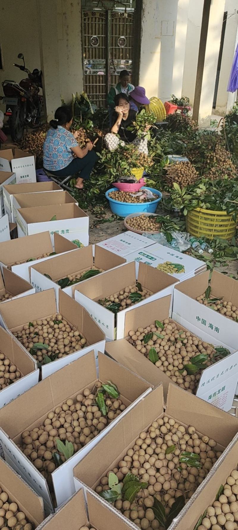 海南龙眼多汁肉厚嫩甜度口感好货源充足诚信代办代发