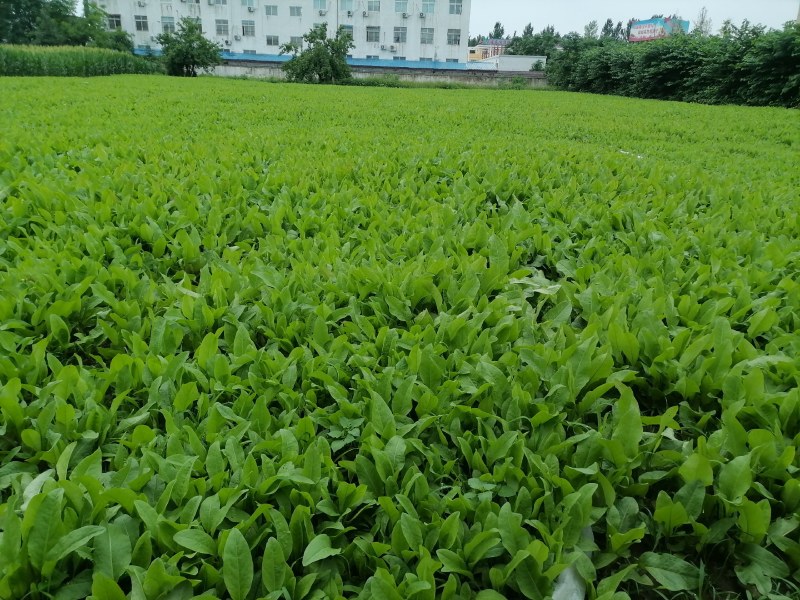 原产地周口牧草种子巨丰草（人畜两用高产高蛋白多年生）