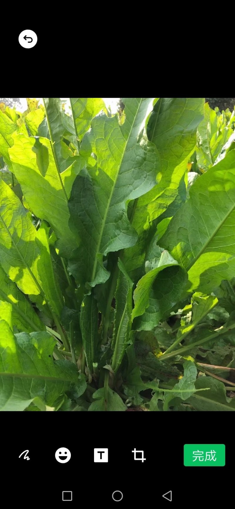 原产地周口牧草种子巨丰草（人畜两用高产高蛋白多年生）
