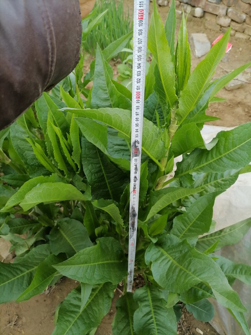 原产地周口牧草种子巨丰草（人畜两用高产高蛋白多年生）