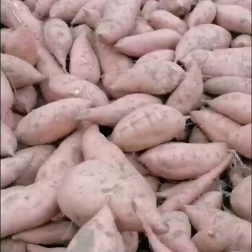 红薯