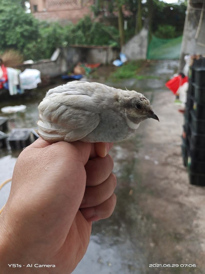 芦丁鸡成年鸡，可预种孵化小鸡的芦丁鸡，各种颜色可选