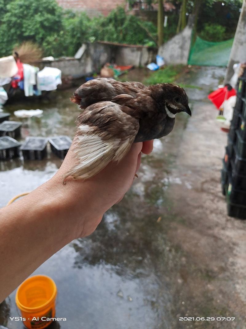 芦丁鸡成年鸡，可预种孵化小鸡的芦丁鸡，各种颜色可选